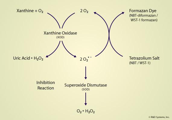 Η μέθοδος χρησιμοποιεί την οξειδάση της ξανθίνης, μια φλαβινοπρωτεΐνη που περιέχει μολυβδαίνιο και σίδηρο και οξειδώνει την υποξανθίνη προς ξανθίνη και στη συνέχεια προς ουρικό οξύ.