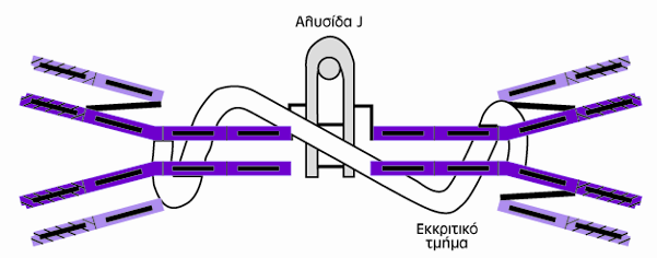γ-