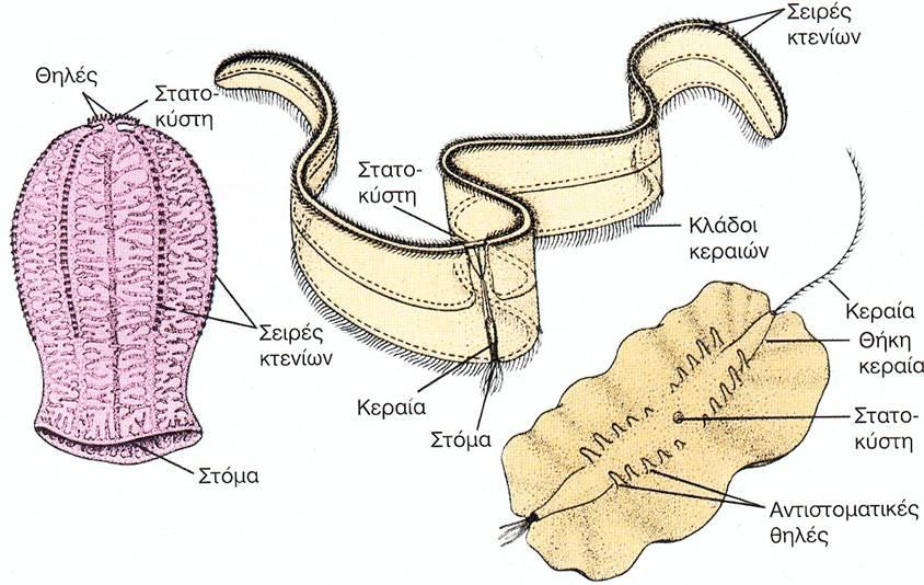 Beroe sp.