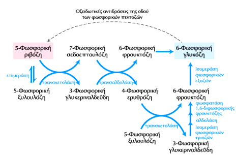 Μη οξειδωτικές αντιδράσεις της οδού των φωσφορικών πεντοζών Μετατροπή φωσφορικών πεντοζών σε φωσφορικές εξόζες Συνένζυμο της τρανσκετολάσης Πυροφωσφορική θειαμίνη ΤΡΡ (βιταμίνη B12) Μετάλλαξη στο