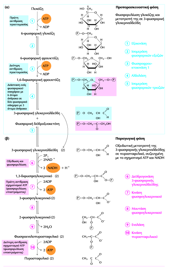 Οι 2 φάσεις της γλυκόλυσης: Α.