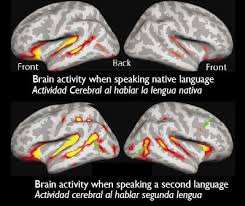 µια 2 η γλώσσα στην µικρή ηλικία ενεργοποιούν τις ίδιες εγκεφαλικές περιοχές και για τις δύο γλώσσες.