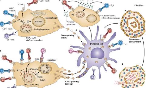 coronavirus that was first reported to cause human infection in September 2012 (1 3).