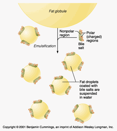 Bile salts from liver emulsify the fats In a larger fat globule only the surface