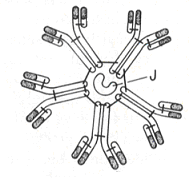 Ανοσοσφαιρίνες ή Ανοσογλοβουλίνες (Immunoglobulins Ig-) 1/2 Παρουσιάζουν ετερογένεια και διακρίνονται