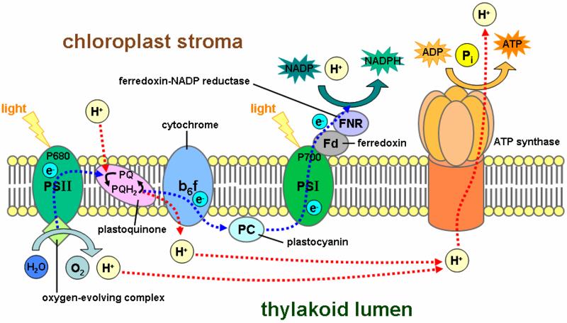 . H 2 O ΦΩΣ Η + Η + Η + ΚΥΤΟΧΡΩΜΑ ΣΤΡΩΜΑ ΧΛΩΡΟΠΛΑΣΤΗ NADP e - e - PS II e - PS I Ο e - e - 2