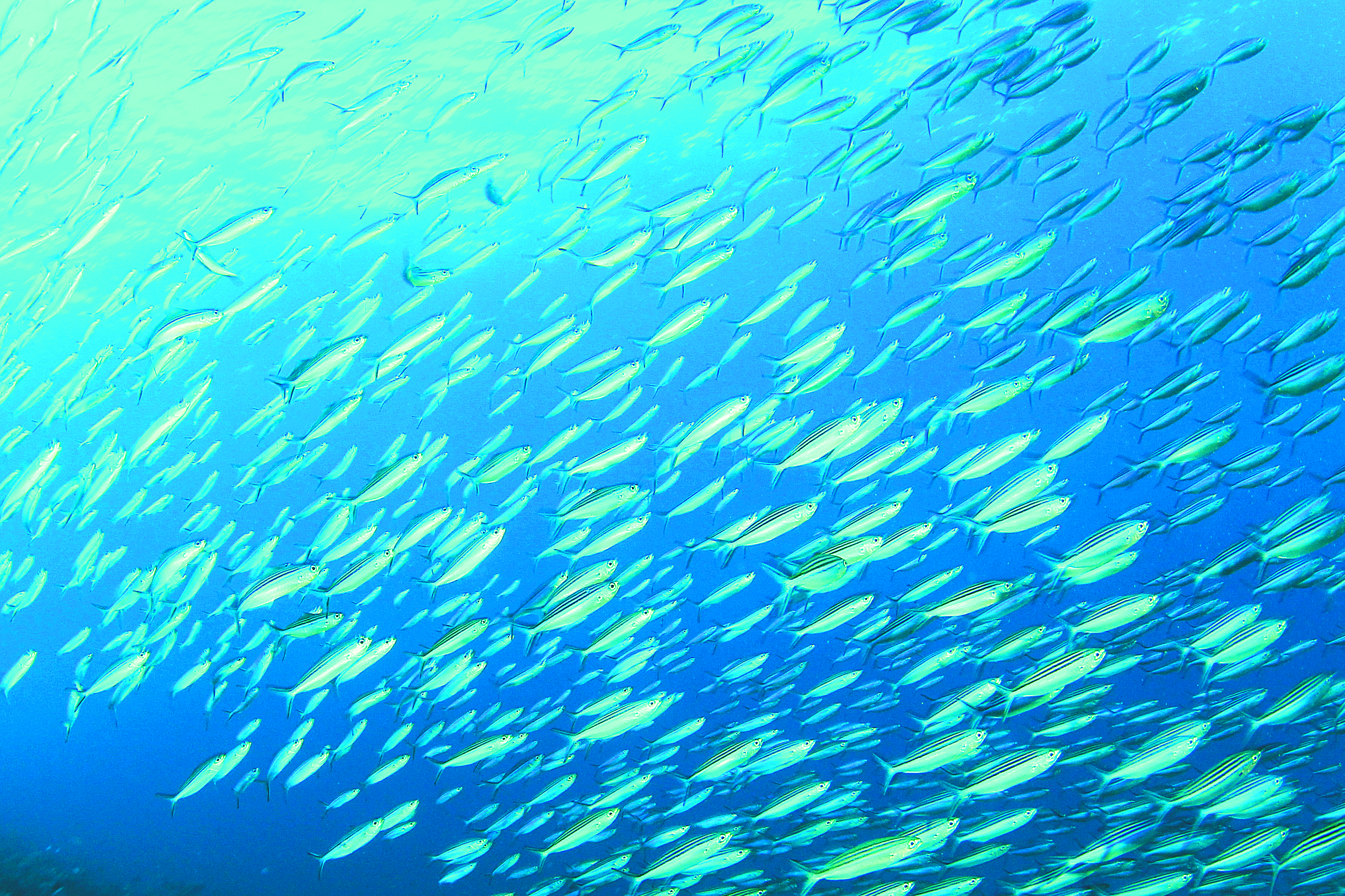 10/7/13 PrintArticle - Το Βήμα Online Τα ψάρια της Μεσογείου μικρά και μεγάλα είναι πλούσια σε υδράργυρο, τον οποίο «δωρίζουν» στον πληθυσμό μέσω της κατανάλωσής τους Από τα ψηλά στα χαμηλά (από τον