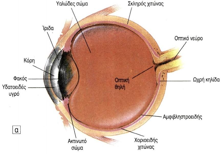 χιτώνας Χοριοειδής χιτώνας