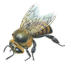 ΤΟ ΣΩΜΑ ΤΗΣ ΜΕΛΙΣΣΑΣ Η μέλισσα είναι ένα υμειόπτερο έντομο δηλαδή μπορεί να στέκετε στον αέρα και να περιφέρεται. Γενικά θεωρείται από οικονομικής άποψης το πιο σημαντικό έντομο για τον άνθρωπο.