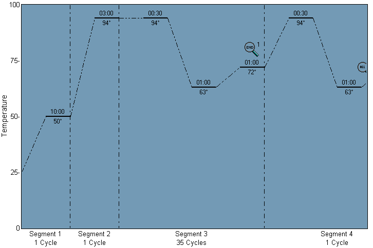 Διάγραμμα 5.2. Θερμικό προφίλ για αμπλικόνια μέσου μεγέθους (300 bp). Διάγραμμα 5.3. Θερμικό προφίλ για αμπλικόνια μεγαλύτερου μεγέθους ( 1000 bp).