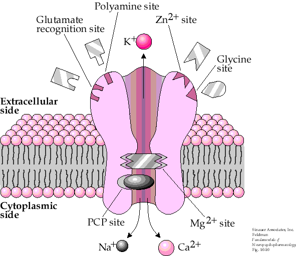 Εικόνα 28: NMDA υποδοχέας: περιλαμβάνει θέσεις δέσμευσης για το γλουταμινικό οξύ και για την γλυκίνη, όπως επίσης και για ιόντα Mg 2+ εντός του διαύλου.