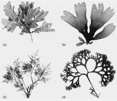 2.1 Εισαγωγικά στοιχεία Εικ. 14 Χαρακτηριστικά είδη ροδοφυκών Η κλάση Rhodophyceae (ροδοφύκη) περιλαμβάνει 4000 μέχρι 6000 γνωστά είδη (σε περίπου 680 γένη) κυρίως στις θερμές και τροπικές θάλασσες.