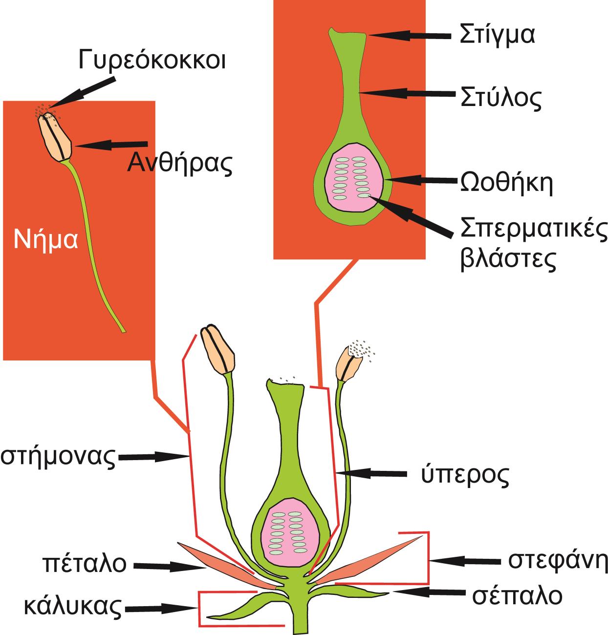 ανδρείο