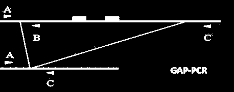 Γνωστών μεταλλάξεων Μοριακή διάγνωση PCR (Ενίσχυση του γονιδίου που ερευνάται) PCR/RFLP (Ένζυμα περιοριστισμού αναγνωρίζουν στο προϊόν PCR με συγκεκριμένη σημειακή