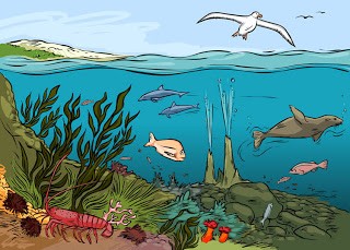 3.2.8 Επιπτώσεις στο Οικοσύστημα του Θαλάσσιου Περιβάλλοντος Εικόνα 11 : Οικοσύστημα θαλάσσιου περιβάλλοντος. Επιπτώσεις της ρύπανσης στις βιοκοινωνίες.