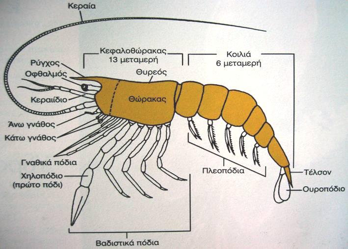 Αρχέτυπο σχέδιο - Μαλακόστρακα Τι τα διακρίνει από τα υπόλοιπα Αρθρόποδα: 2
