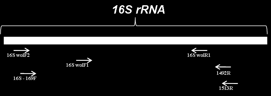 Ανίχνευση και χαρακτηρισμός του συμβιωτικού βακτηρίου Wolbachia σε είδη αφίδων συνδυασμό αυτών, ώστε μέσω της συμβατικής και εμφωλιασμένης PCR να επιτευχθεί η ενίσχυση ολόκληρου του γονιδίου 16S rrna