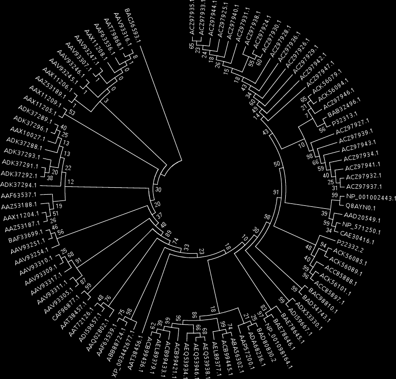 των κλάδων. Το αποτέλεσμα είναι ένα φυλογενετικό δένδρο χωρίς ρίζα. [12],[14] Φυλογενετικό δένδρο χωρίς ρίζα για 100 πρωτεϊνικές αλληλουχίες γονιδίων οψίνης από διάφορα είδη.