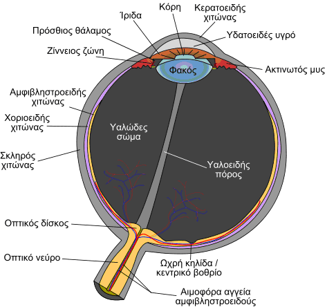 Σχήμα 2.4 Σχηματική τομή οφθαλμού Η ίριδα έχει πλούσια και μοναδικά χαρακτηριστικά, όπως ραβδώσεις, νεύρα, δακτύλιοι, ιστοί, αυλάκια, αγγεία και το δίκτυο κυττάρων.