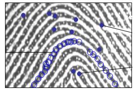 Σχήμα 3.6: Σημεία μικρολεπτομερειών του δακτυλικού αποτυπώματος. Με κόκκινους κύκλους παριστάνονται τα σημεία διακλάδωσης, ενώ με μπλε κύκλους τα σημεία τερματισμού.