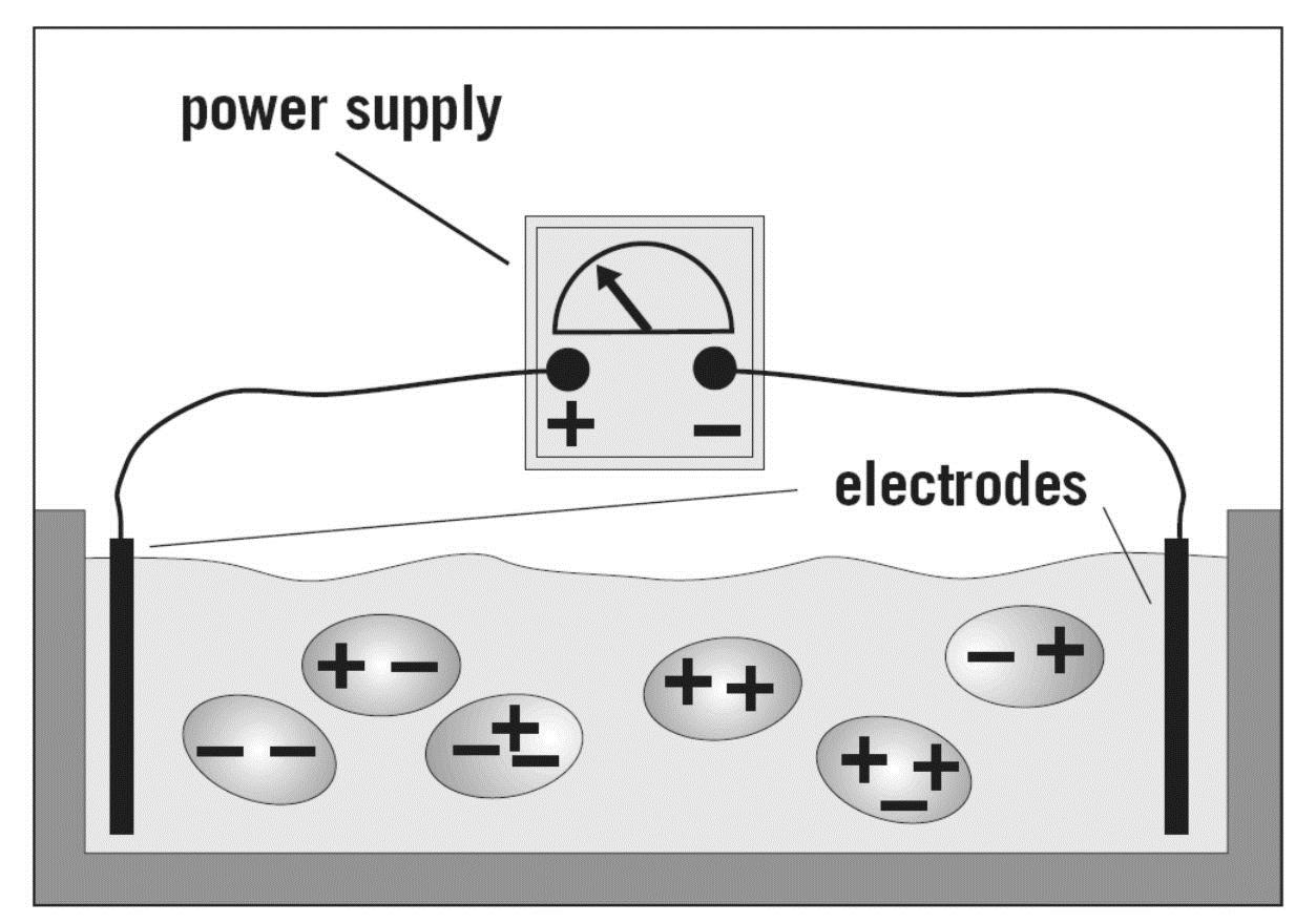ΤΙ ΕΙΝΑΙ Η ΗΛΕΚΤΡΟΦΟΡΗΣΗ ΠΡΩΤΕΪΝΩΝ; Principle Οι πρωτεϊνες μετακινούνται στο ηλεκτρικό πεδίο (Η/Φ ή