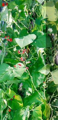 ΠΑΡΑΓΩΓΑ ΙΝΔΟΛΙΟΥ Physostigma venenosum Fabaceae φυσοστιγμίνη (=εσερίνη) physostigmine Φυσοστιγμίνη: έχει