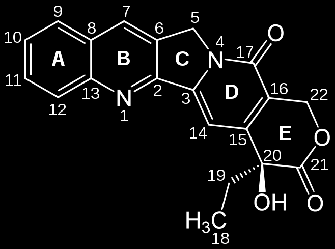 Καμπτοθεκίνη Camptothecin Επίπεδο πεντακυκλικό μόριο, με ένα τρικυκλικό σύστημα (δακτύλιοι Α, Β και C), ένα παράγωγο πυριδόνης (D) και ένα
