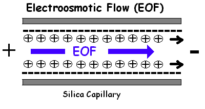 Electroosmotic Flow Positive Electrode Negative Electrode Silica in a solution above ph 2 is predominantly negative.