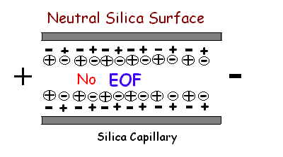 Electroosmotic Flow(EOF) Positive Electrode Negative Electrode In this case there is