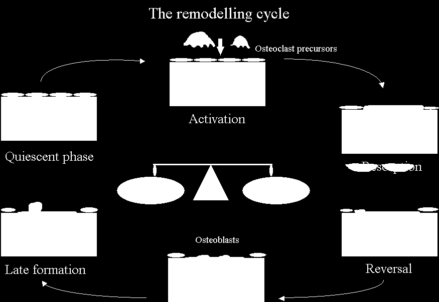 Εικόνα 10: Η ισορροπία σχηματισμού απορρόφησης. Υπάρχει και μία δεύτερη θεωρία για τη συνδυασμένη δράση των οστεοβλαστών και των οστεοκλαστών, γνωστή ως Parallel Pathway.