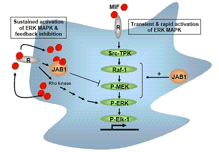 Εισαγωγή Σχήμα 6. Προτεινόμενοι μηχανισμοί μέσω των οποίων ο MIF ρυθμίζει την παροδική και την παρατεταμένη διέγερση των ERKs και αναπαράσταση του ρόλου της πρωτεΐνης JAB1/CSN.
