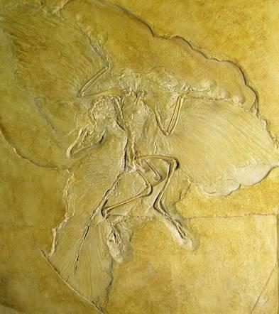 Παλαιοντολογία Απολιθώματα μελετήθηκαν ήδη από τον 17ο αι.