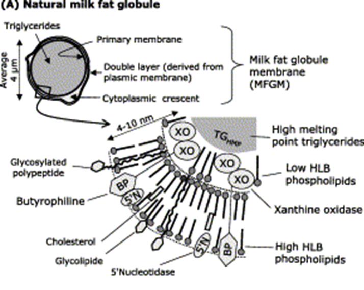 Μικύλλια καζεΐνης Λιποσφαιρίδιο Γάλα: γαλάκτωμα σφαιριδίων λίπους και εναιώρημα μικυλλίων καζεΐνης (καζεΐνη, ασβέστιο, φώσφορος) σε υδατική φάση που