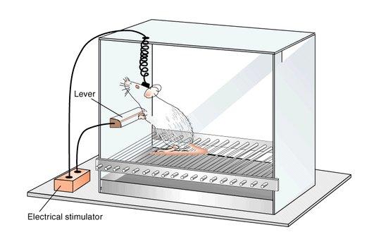 Self stimulation paradigm Olds and Milner