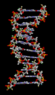 DNA - Βασικές έννοιες Το DNA (δεοξυριβονουκλεϊκό οξύ) είναι ένα μακρομόριο, το οποίο στους ζώντες οργανισμούς έχει αποθηκευμένη την γενετική πληροφορία των κυττάρων.