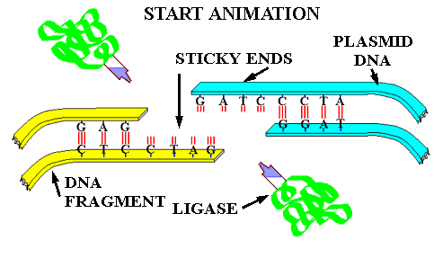 Ένα πρωτοποριακό πείραμα Βήμα 1- Οι βιοδιεργασίες Σύνδεση (ligation): χημική αντίδραση όπου χρησιμοποιώντας ως καταλύτη ένα ένζυμο που ονομάζεται λιγάση, «ενώνονται» δύο