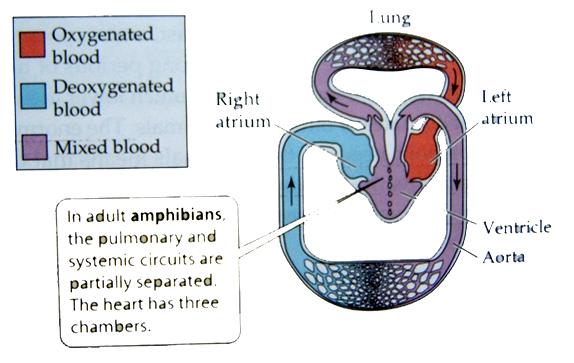 Β. Αμφίβια τρίχωρη καρδιά (δύο κόλποι, μία κοιλία) Το αίμα κυκλοφορεί μερικώς οξυγονωμένο στη συστημική κυκλοφορία Ωστόσο, λόγω της διπλής κυκλοφορίας, το αίμα που φτάνει στους ιστούς έχει υψηλότερη