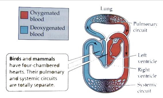 Δ. Πτηνά/Θηλαστικά τετράχωρη καρδιά (δύο κόλποι, δύο κοιλίες) [~ σχέση πτηνών κροκοδείλων!] Οξυγονωμένο και μη-οξυγονωμένο αίμα δεν αναμιγνύονται.