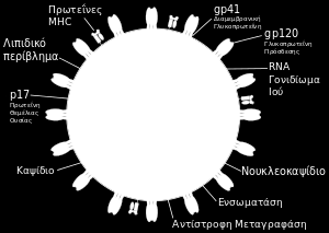 AIDS Το AIDS είναι η κυριότερη αιτία θνησιμότητας στην σημερινή Αφρική νοτίως της Σαχάρας.