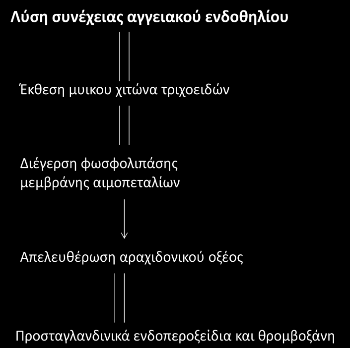 αιμόσταση και τροποποιεί την αντίδρασή των λείων μυικων ινών, σε σχέση με τα διάφορα αγγειοδραστικά ερεθίσματα [25].