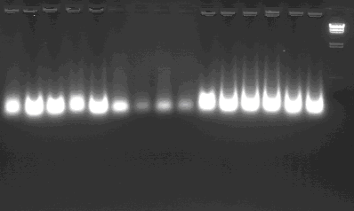 Kb Α. Δείγματα ολικών νουκλεϊκών οξέων πριν την επώαση με RNase A. 23,130 1 2 3 4 5 6 7 8 9 10 11 12 13 14 15 Μ 9,416 6,557 4,361 2,322 2,027 Εικόνα 3.2.4. Ηλεκτροφορητική ανάλυση απομονωμένων νουκλεϊκών οξέων (DNA και RNA) σε πήκτωμα αγαρόζης (1.