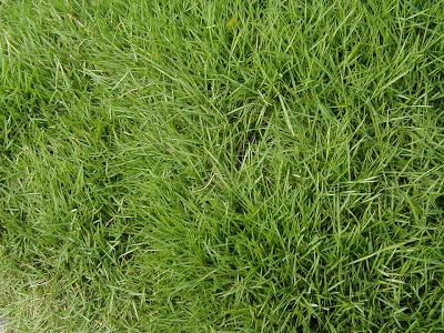 Αγριάδα Είναι πολυετές αυτοφυές χόρτο, µε πολύ µακριές περιπλεκόµµενες ρίζες. Τα φύλλα του είναι στενά, ταινιοειδή και γλαυκοπράσινα, το ύψος του κυµαίνεται από 10 έως 50 εκ.