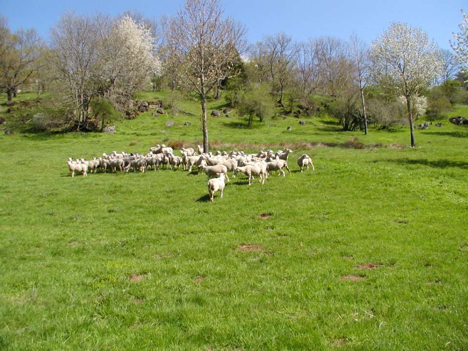 Συστατικά των δασολιβαδικών συστημάτων Απαιτείται διαχείριση: Ζώων