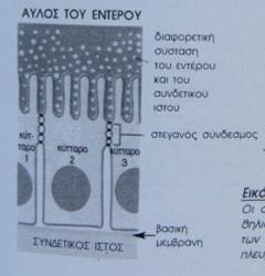 Μορφολογία Πόλωση κορυφής - βάσης εξωτερικός χώρος Βλεφαρίδες-κροσσοί που κινούνται προκαλώντας ροή κίνησης ουσιών ~έλεγχος διόδου ουσιών όργανο Στενή σύνδεση κυττάρων, σχεδόν