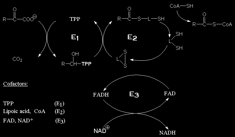 Βιταμίνη Β1 Αποτελεί συνένζυμο (πυροφωσφορική θειαμίνη: ΤΡΡ) απαραίτητο για την οξειδωτική αποκαρβοξυλίωση Εδώ το παράδειγμα με το πολυενζυμικό σύμπλεγμα της αφυδρογονάσης