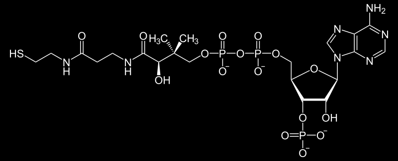 Βιταμίνη B 5 (παντοθενικό οξύ) Συνένζυμο Α