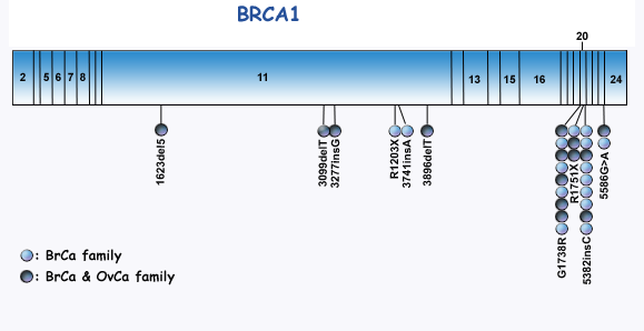 Κατανομή των μεταλλάξεων στα γονίδια BRCA1 & BRCA2 που έχουν χαρακτηριστεί σε ελληνικές οικογένειες με ιστορικό καρκίνου