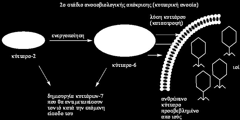 Πλασματοκύτταρο και κυτταροτοξικό Τ-λεμφοκύτταρο 1.3.2.38. Ποιο στοιχείο αντιμετωπίζει το αντιγόνο στο αίμα και στη λέμφο ; α. Οι ξένες πρωτεΐνες β. Το Β-λεμφοκύτταρο πριν την ενεργοποίηση του γ.