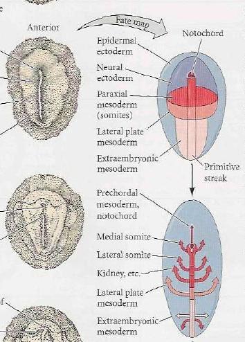 Cells that ingress through the middle of the streak give rise to the lateral part of the somites and to the heart and kidneys. 3.