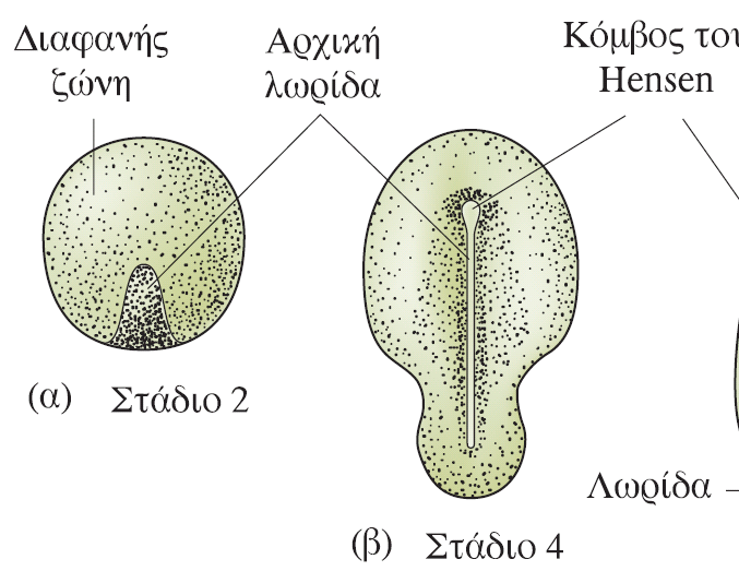 Η διαφανής περιοχή αλλάζει μορφολογία σε απιοειδή Hensen's node (κόμβος του Hensen): τοπική πάχυνση κυττάρων στο εμπρόσθιο άκρο αρχέγονης γραμμής Στο κέντρο ο κόμβος του Hensen περιέχει μία συμπίεση